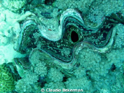 The eye.
I still don't know what it is... but i like it.... by Claudio Bekerman 